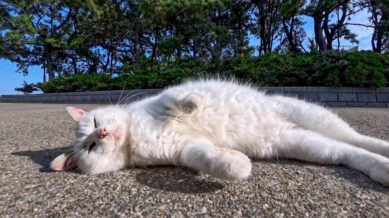 海辺の公園の猫ちゃん、ナデナデするとゴロンと寝転んでカワイイ