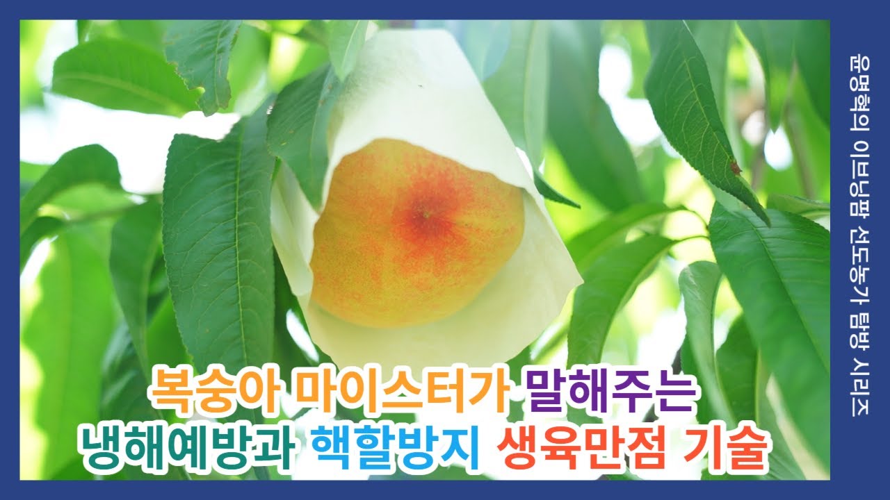 [이브닝팜] 복숭아 마이스터가 말해주는 냉해예방과 핵할방지 생육만점 기술 #복숭아 #냉해예방 #핵할방지 #생육 #농업마이스터 #농업