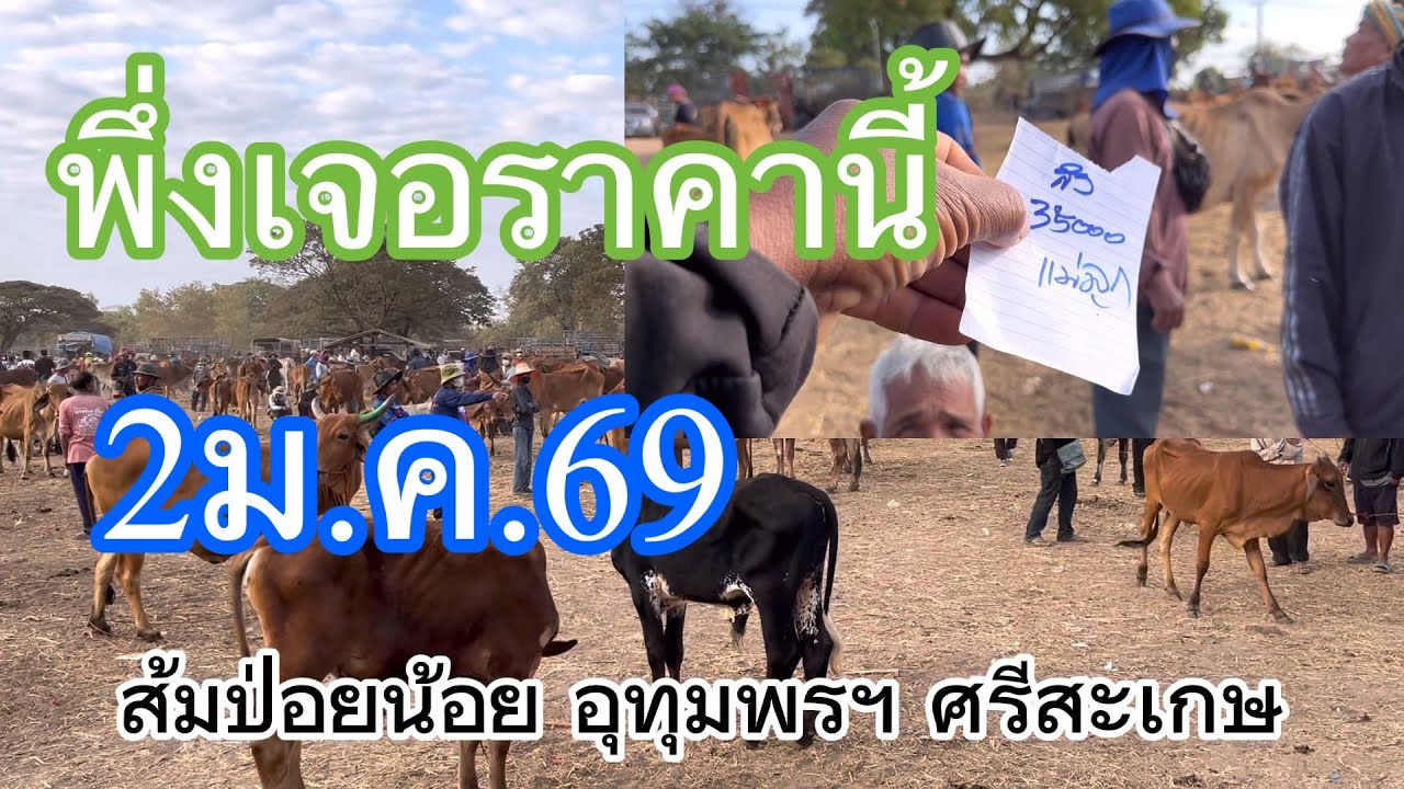 พึ่งเจอวัวราคานี้#2ม.ค.69 ส้มป่อยน้อย