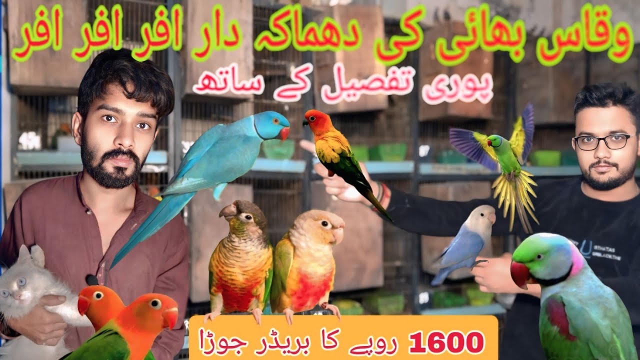 وقاس بھائی کی دھماکہ دار افر سستی اور مناسب قیمت میں بریڈر جورے دستیاب @Pakistanlahorepets #birds 🙂