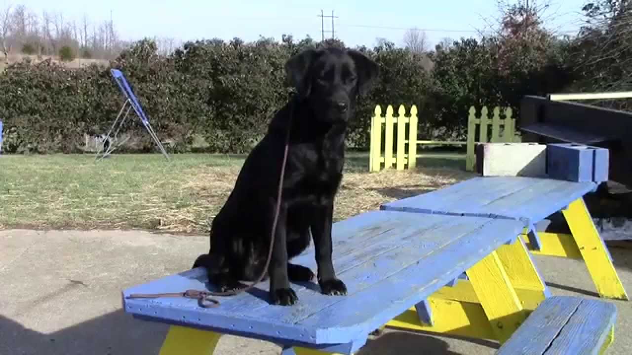 Training Your Labrador Retriever Puppy Part Five