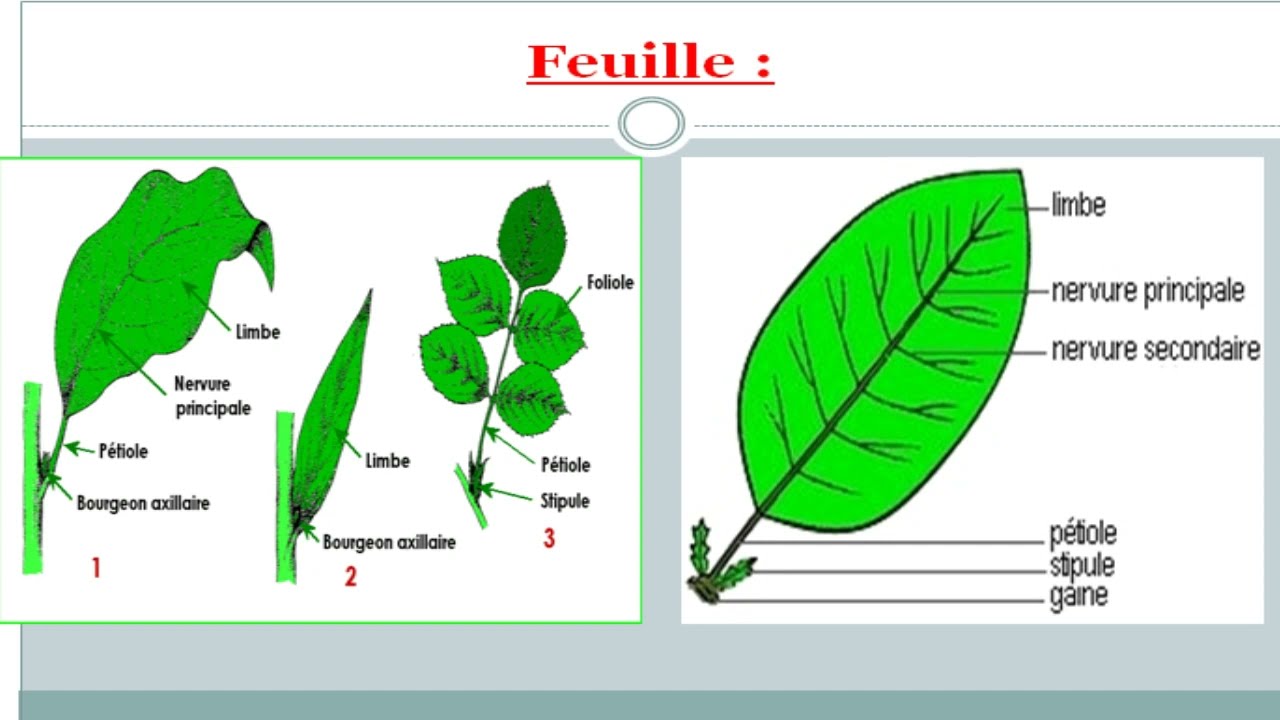 les angiospermes cours de biologie végétale