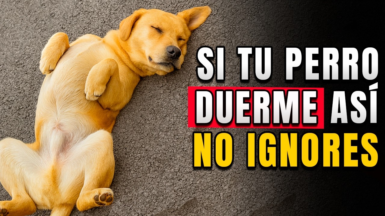 ¿Cómo duerme tu perro? El verdadero SIGNIFICADO de cada posición