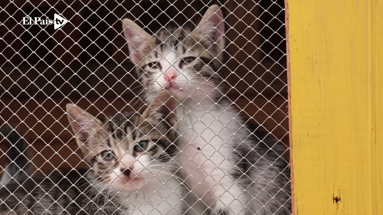 Paraíso de la Mascota, la fundación que alberga más de 300 animales y que busca apoyo