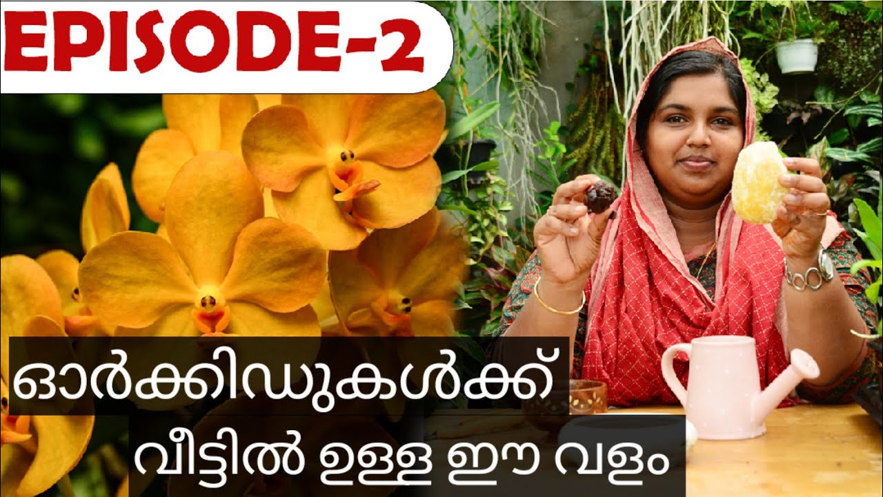 ശർക്കര കൊണ്ടൊരു ഓർക്കിഡ് പായസമോ ||ORGANIC FERTILIZER FOR ORCHIDS|| EPISODE 2 ||