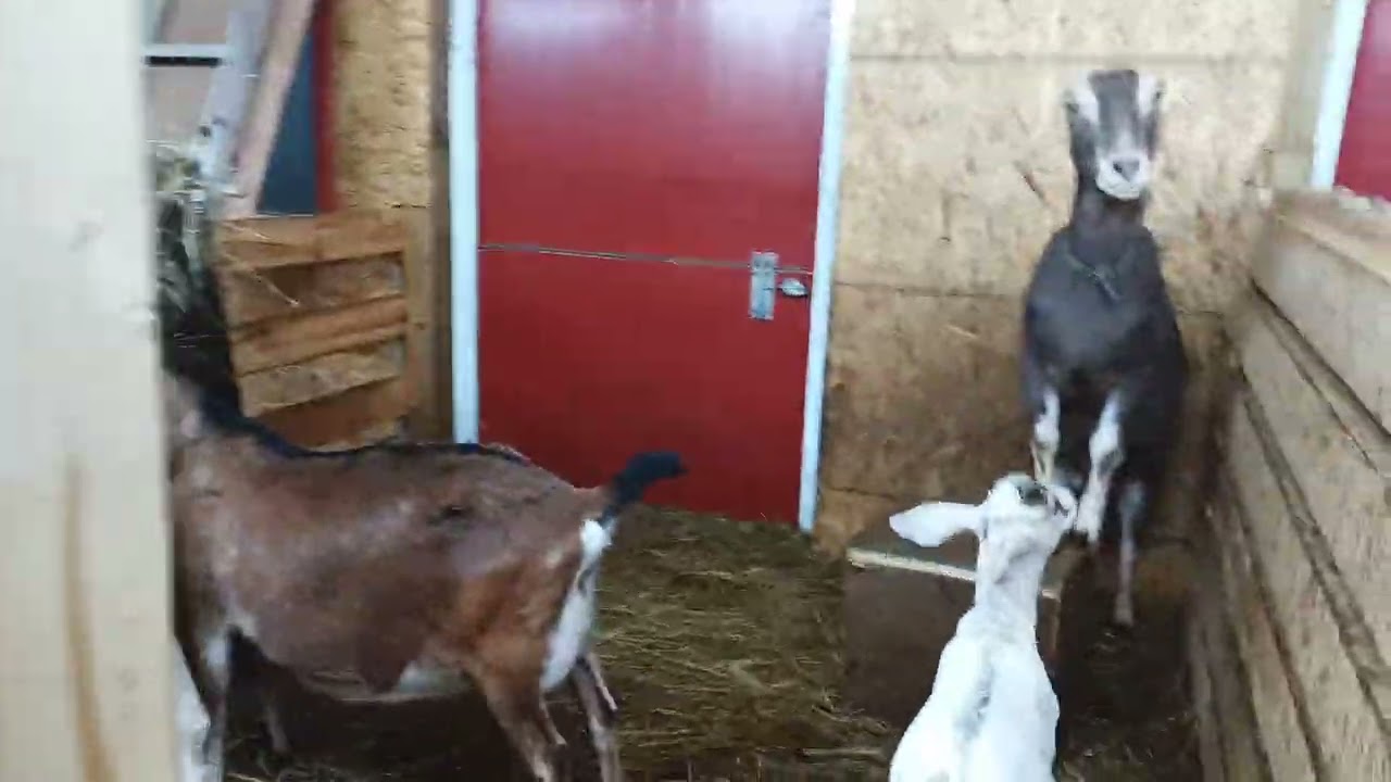 It's Still Pouring Rain ☔ but these Goats don't care vlog 145