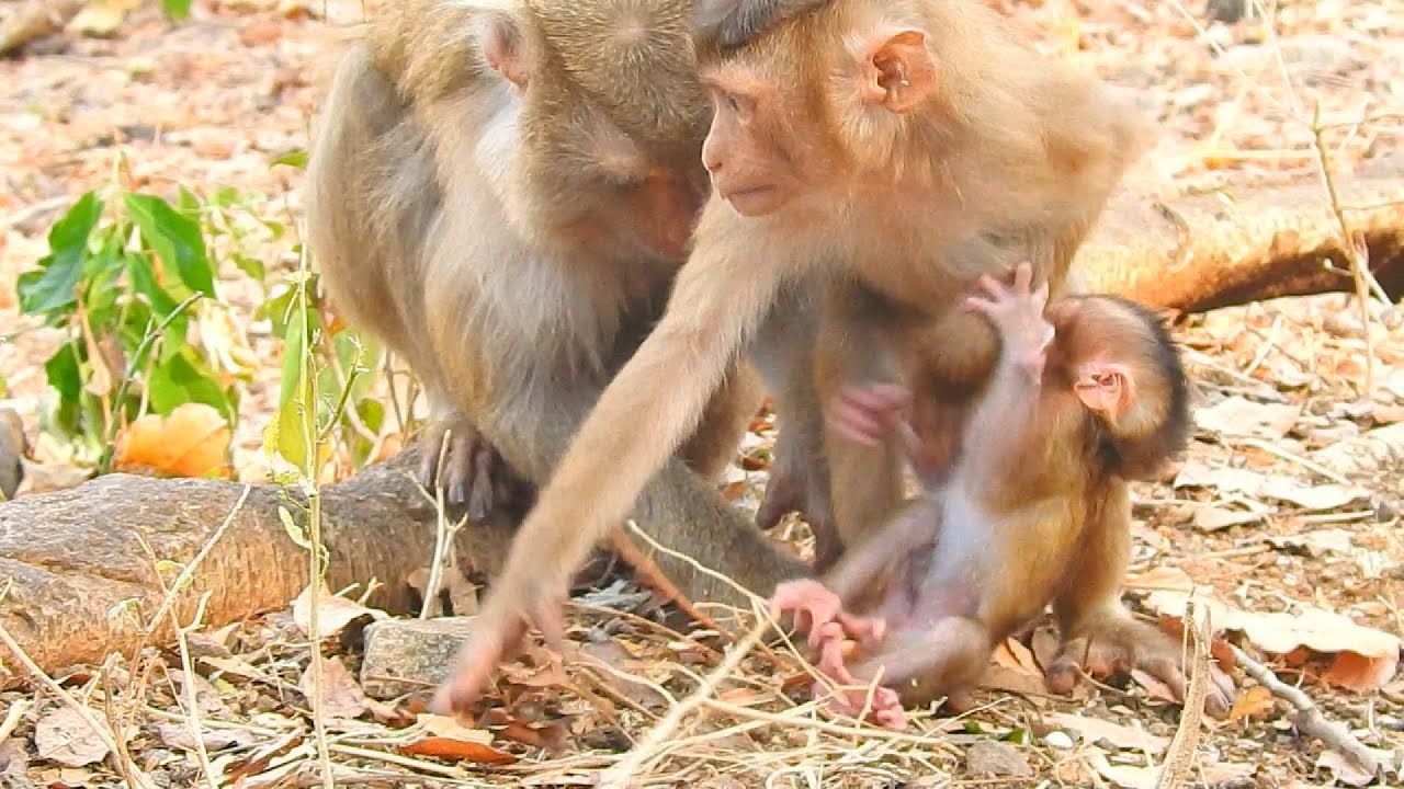 So Adorable! A Mother Monkey Welcomes Her Beautiful New Baby