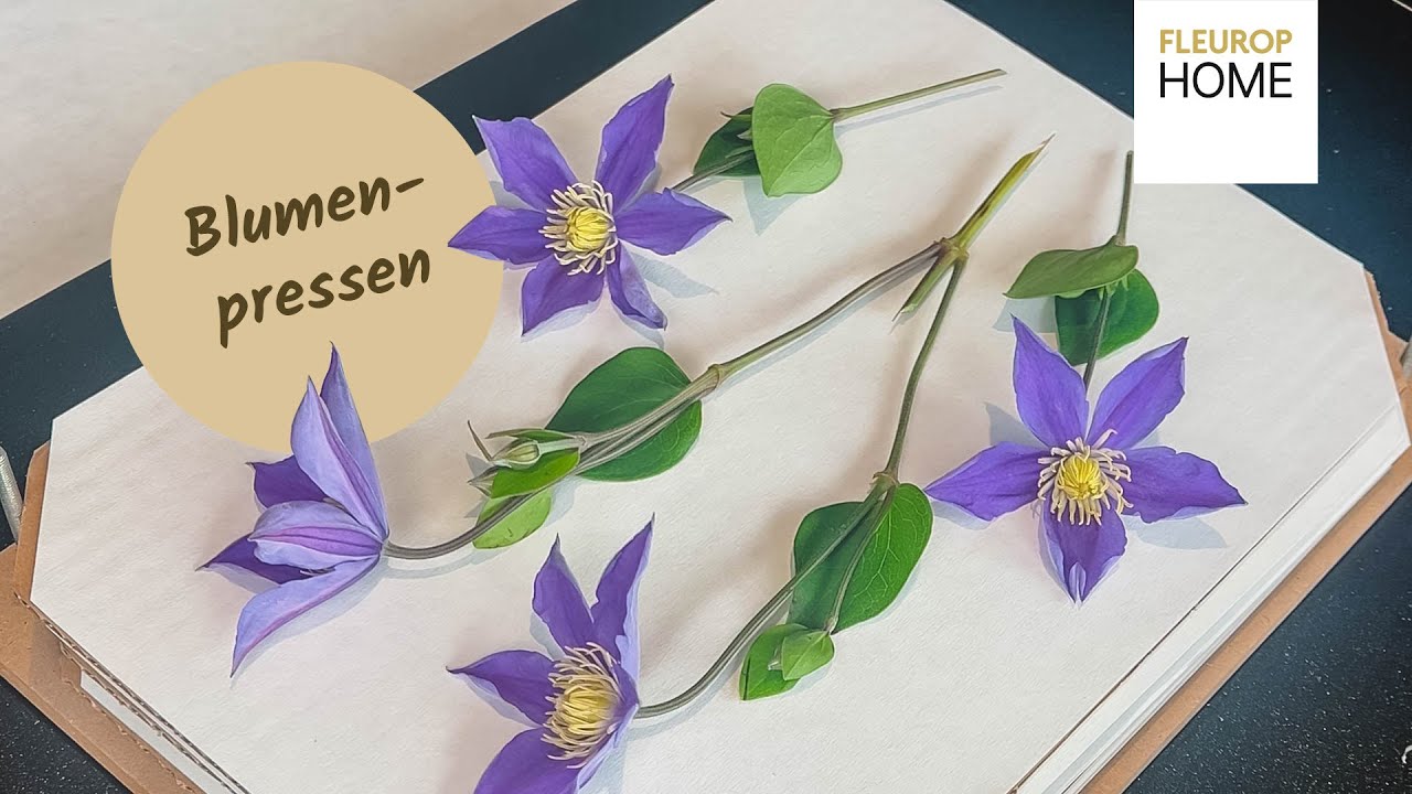 Blumen haltbar machen: So einfach geht das Blumenpressen!🌸
