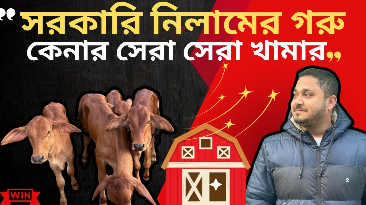 সরকারি নিলামের গরু কিনবেন যেখান থেকে| উন্নত জাতের গরু কিনুন নিলামে। | ভিড়িও-৭১|