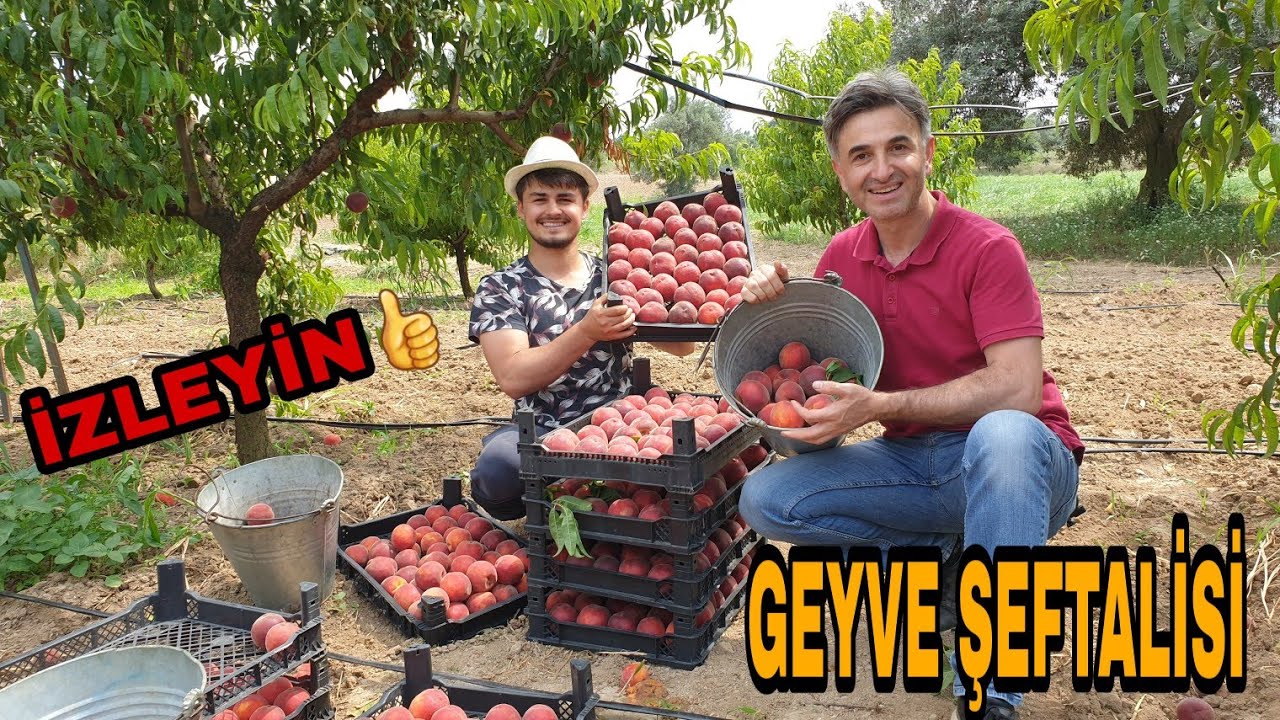 ADAM EKSEN ADAM YETİŞİR. ŞEFTALİ BAHÇELERİNDEYİZ.TARIMSAL ÜRETİM MERKEZİ.  GEYVE SAKARYA .