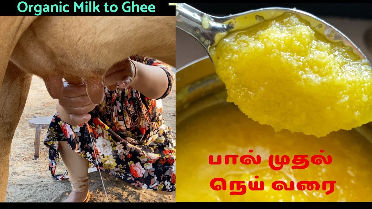 Organic Milk to Ghee making | Traditional butter churning | village lifestyle | நெய் தயாரிப்பு