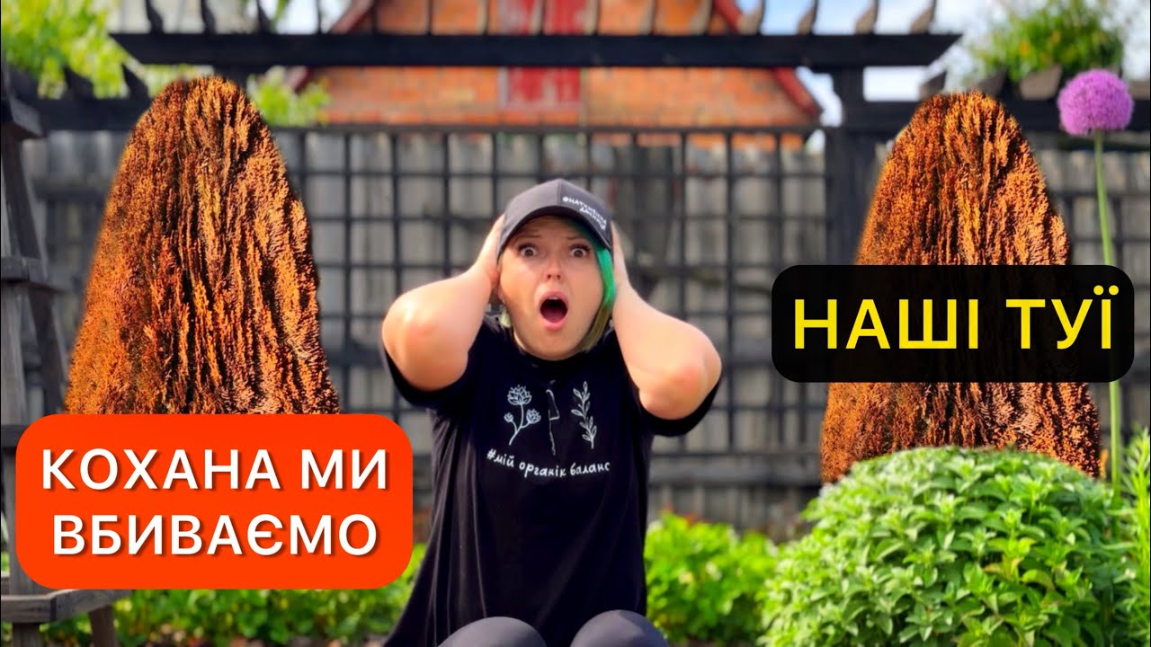 Догляд за туями весною: підживлення, полив, обрізка.