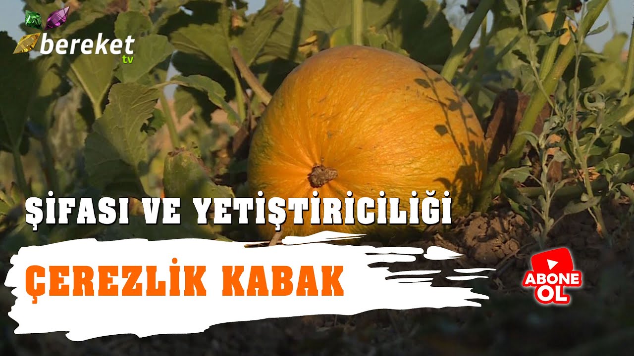 Toprağın Şifası - Çerezlik Kabak Şifası ve Yetiştiriciliği