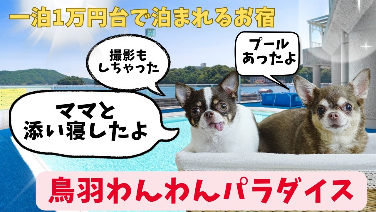 【神コスパ宿】添い寝OK・ドッグプールあり『鳥羽わんわんパラダイスホテル』に泊まってみた