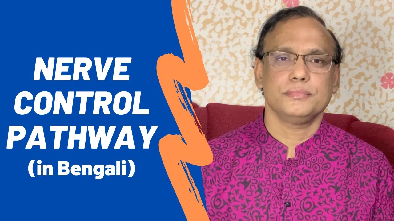 Nerve Control Pathway (in Bengali) | Dr Dilip