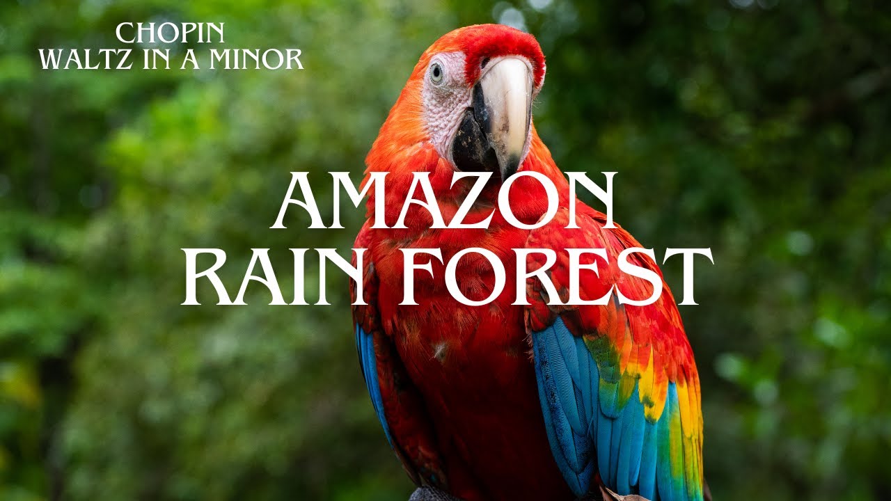 CHOPIN - AMAZON RAIN FOREST: Chopin Waltz Meditation, Rainforest Serenity with Chopin