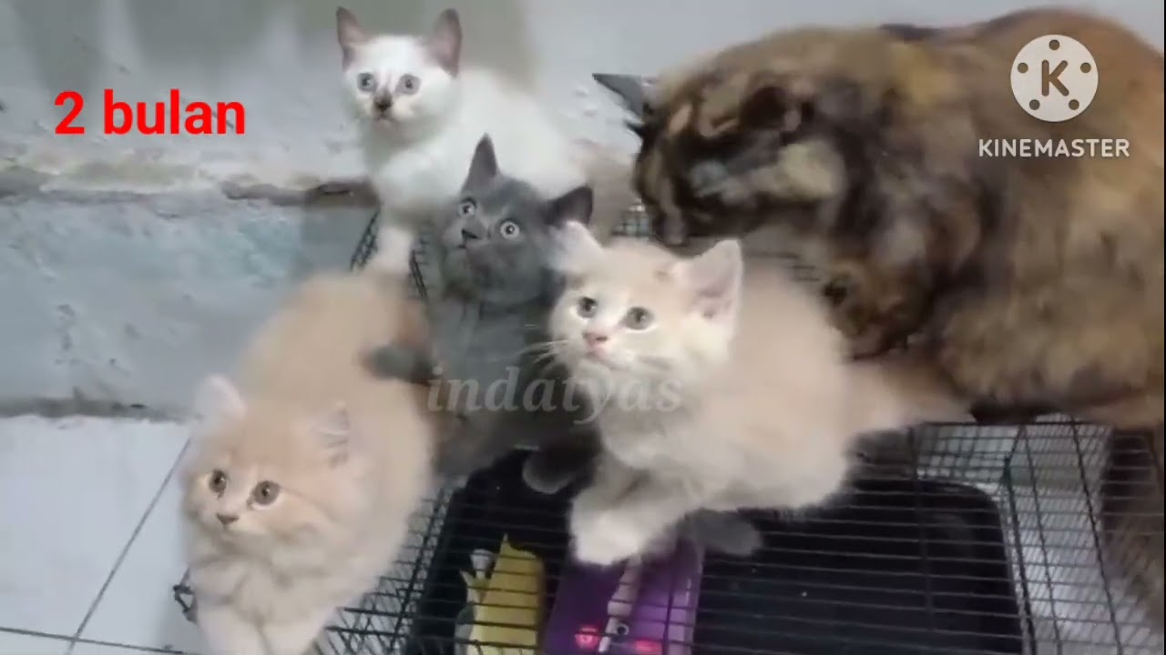 Ini dia perbedaan antara anak kucing mixdom, Persia medium dan Persian (pesek)