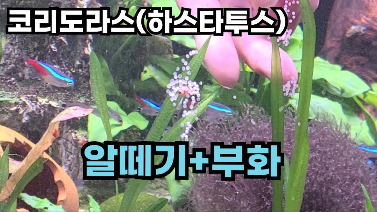 코리도라스(하스타투스) 알떼기+부화