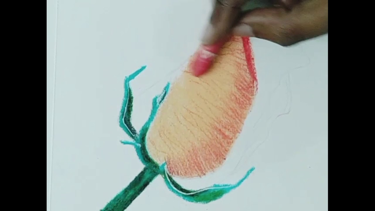How to draw realistic rose flower || step by step || with oil pastel || 