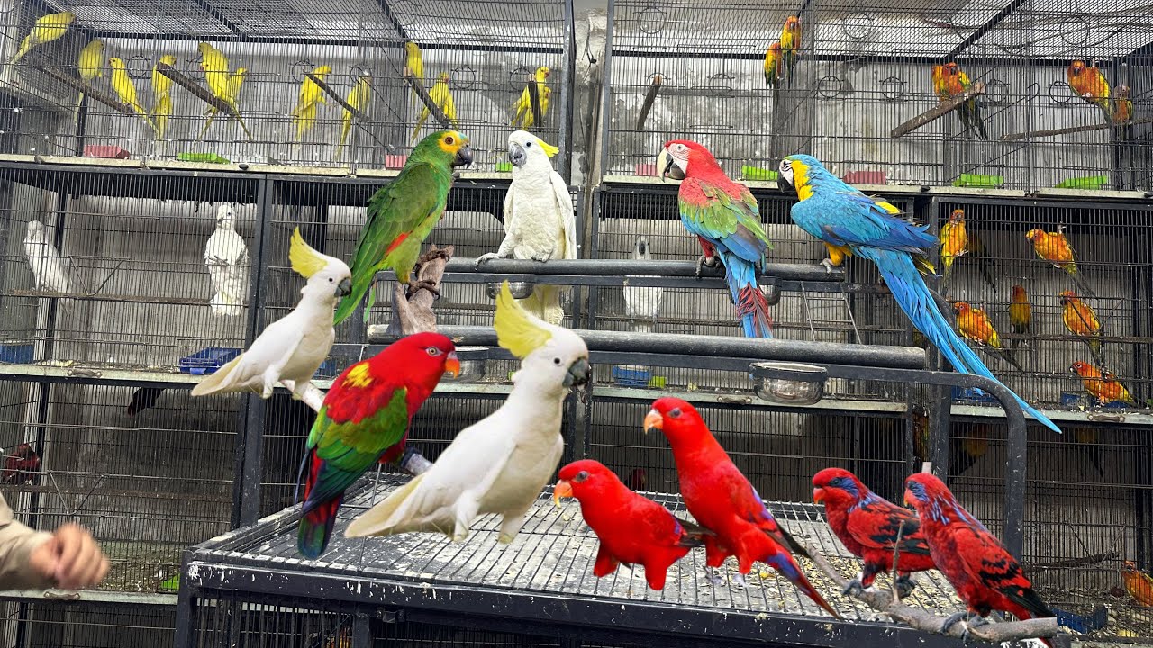 Sunday Birds Market Multan Birds Market Multan 06 March  2026 | Rasheedabad Birds  Market Multan 