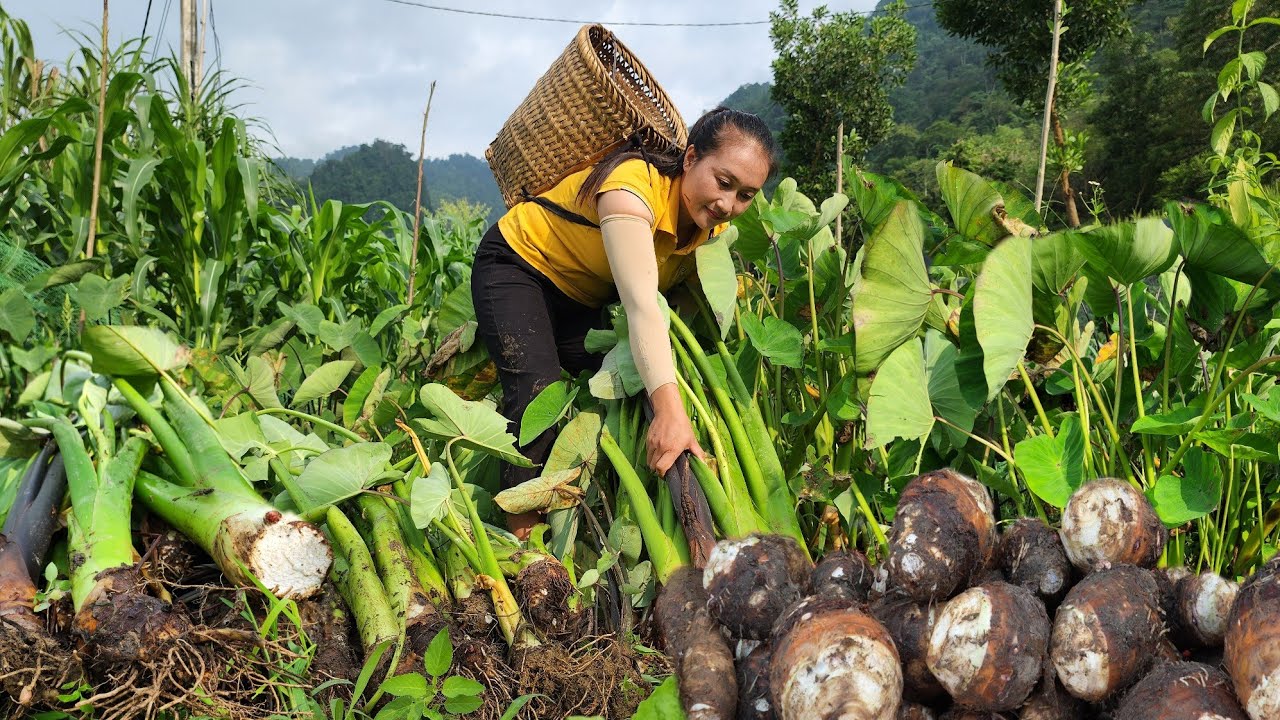 Harvest giant taro bring it to the market to sell, enjoy delicious boiled taro, cook pig food.