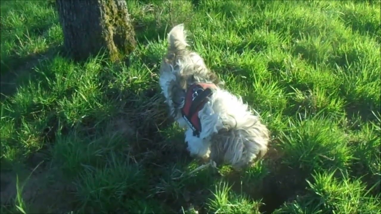 Unsere liebe Peggy buddelt auch im neuen Jahr 👍🏻💪🏻☺️🥰❤️🤝🐶🐾🐾🌾🌳🌄🌃