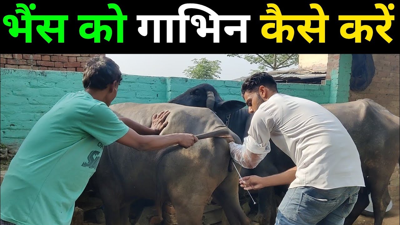 भैंस को गाभिन कैसे कराए। भैंस को गाभिन करने का सबसे आसान तरीका।भैंस गर्भवती कैसे होती है?