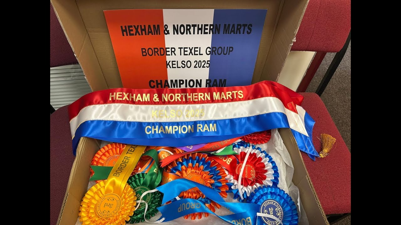 Border Texel Group Ring 5 at 10.00am Kelso Tup Sales on Friday 12th September &lsquo;25