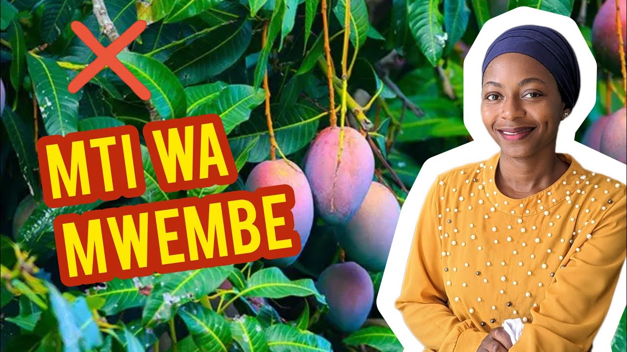 KAMA UNA MTI WA MWEMBE KWENYE SHAMBA LA KUKU UNG'OE MSIMU HUU, HAUFAI