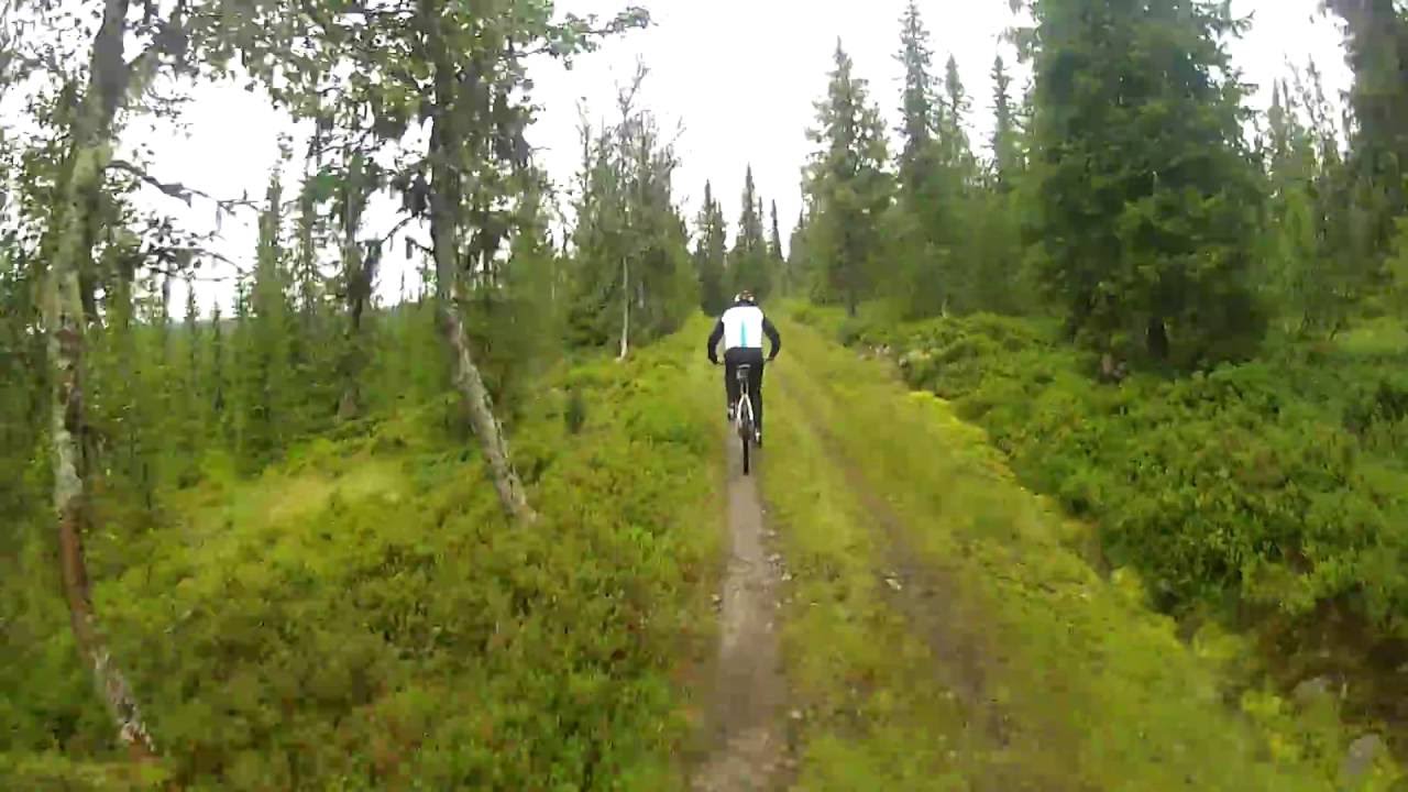 1 Bj&oslash;nn&aring;sen Nysetra 9 aug 2016