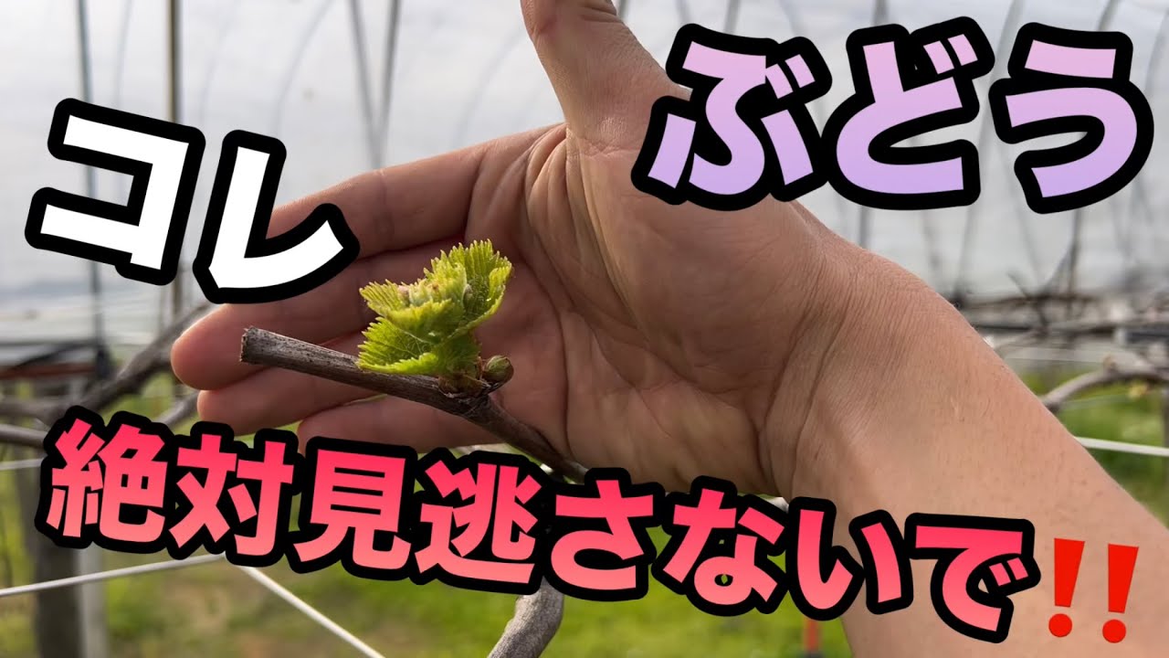 ぶどうの芽かき〜春一番の芽は見逃すと大変なことに〜2024-04-10