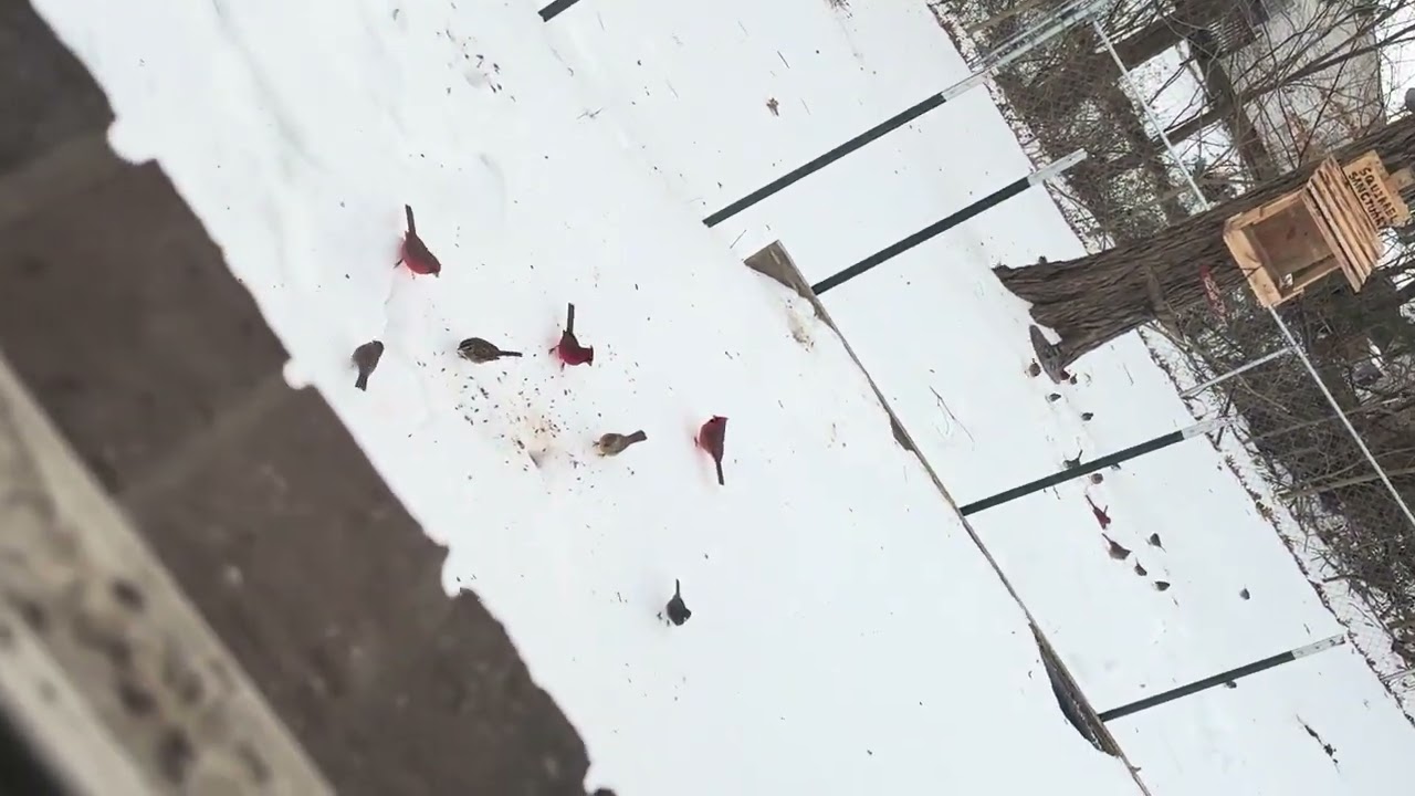 #Birds ARE CRAZY LOOK WHAT HAPPENED WHILE FILMING THEM