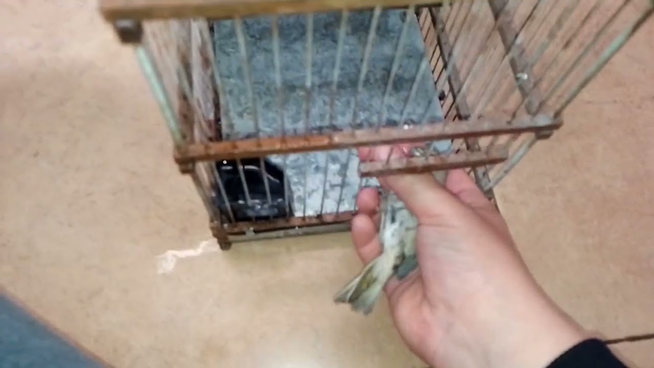 captura de jilguero blanquito macho #pajaros