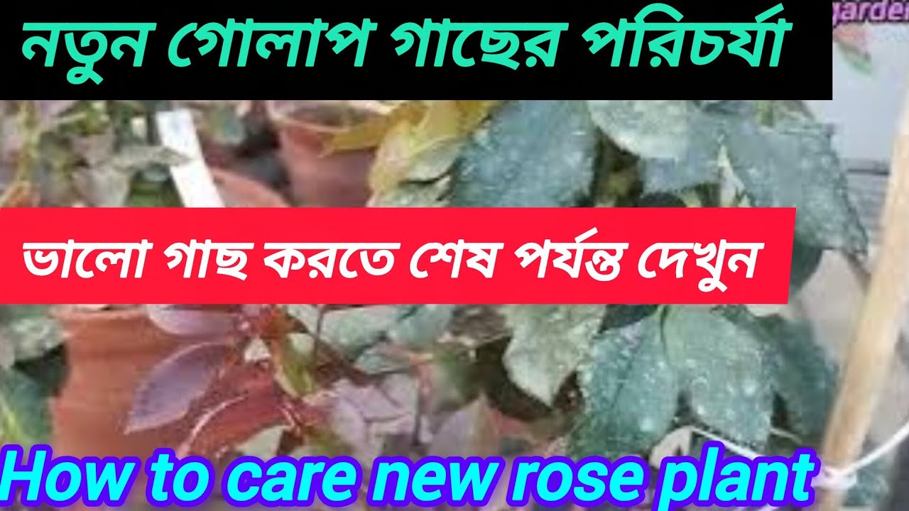 নতুন গোলাপ গাছের পরিচর্যা|How to care new rose plant|Notun golap gacher poricharja|dream garden
