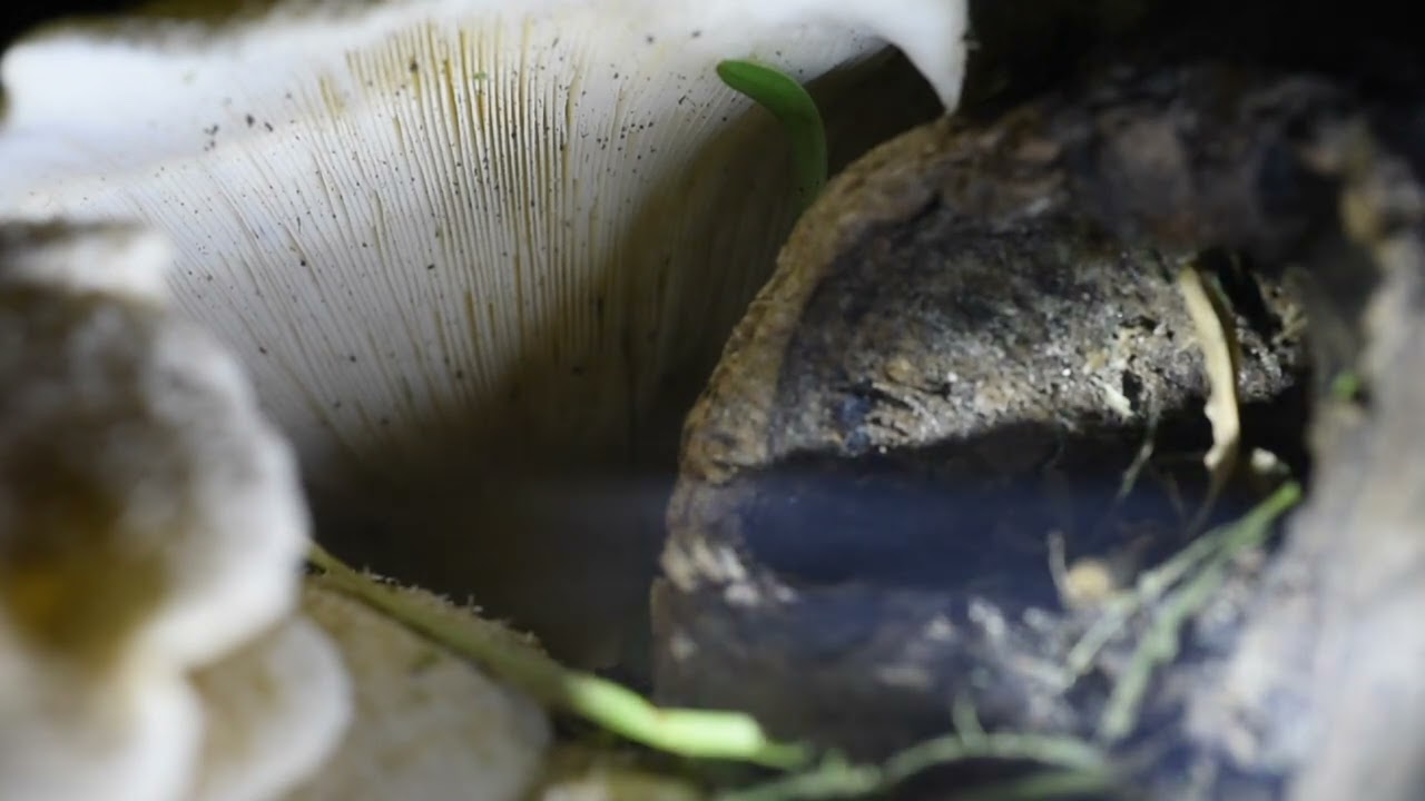 來看菇菇  Lentinus squarrosulus 翹鱗香菇 釋放枹子