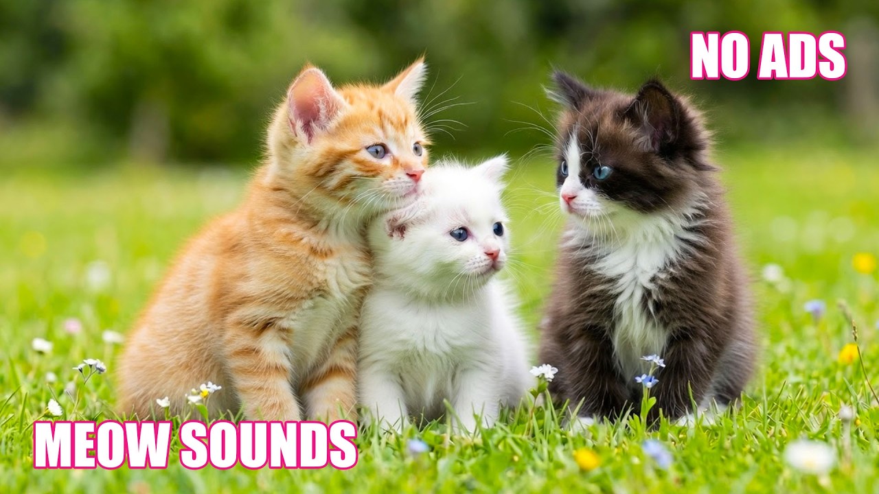 12 часов расслабляющей музыки для кошек 😻 Успокаивающая и смягчающая музыка для снятия тревоги 🌈 ...