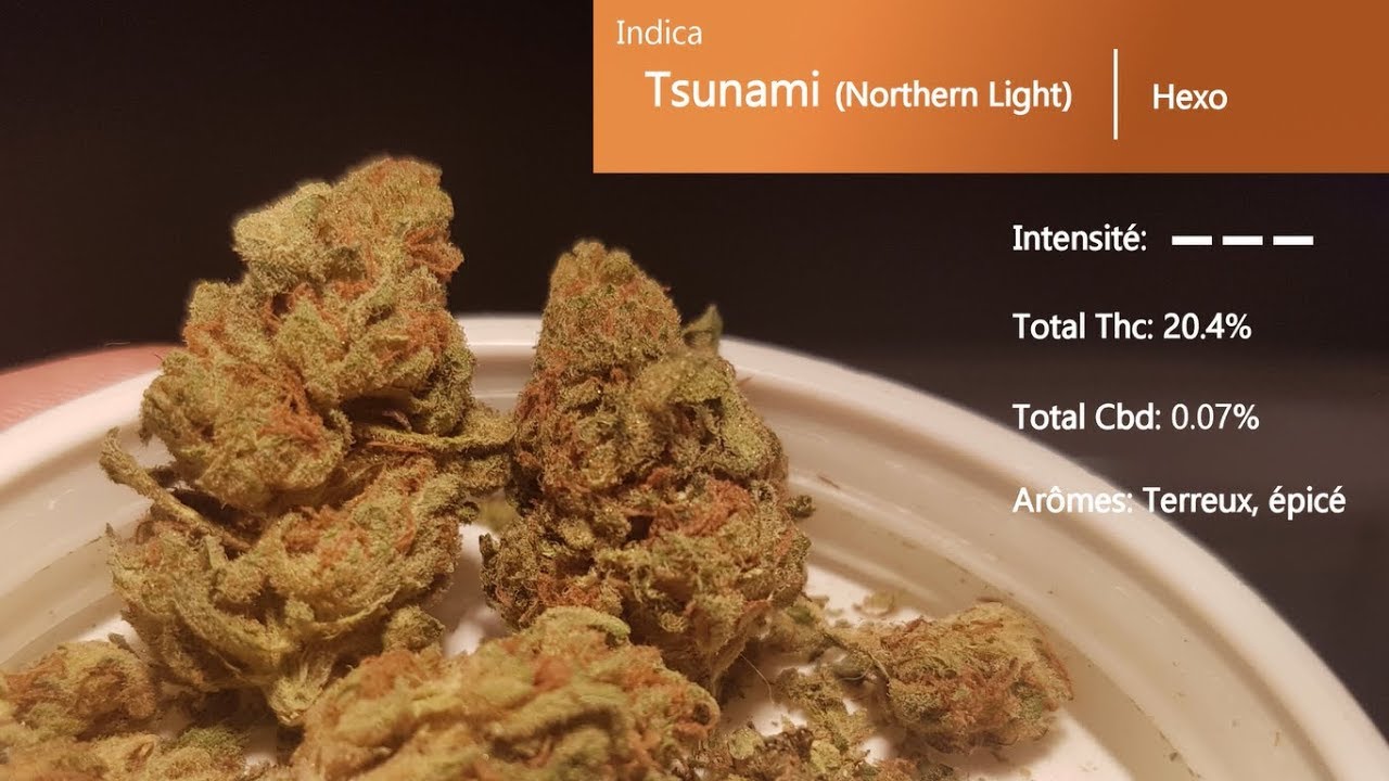 Cannabis r&eacute;cr&eacute;atif SQDC #19: Tsunami (Northern Light)