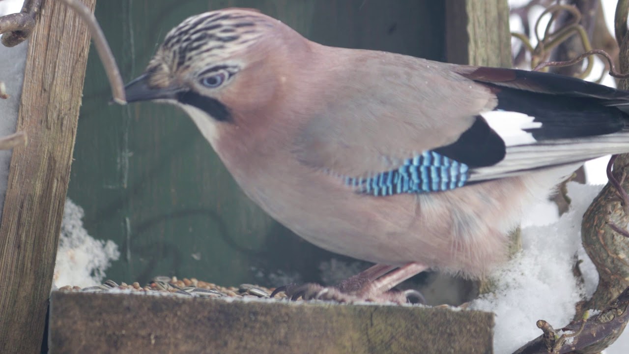 Polskie ptaki przy karmniku Sikora, Trznadel, Kos, Rudzik, S&oacute;jka + Bonus