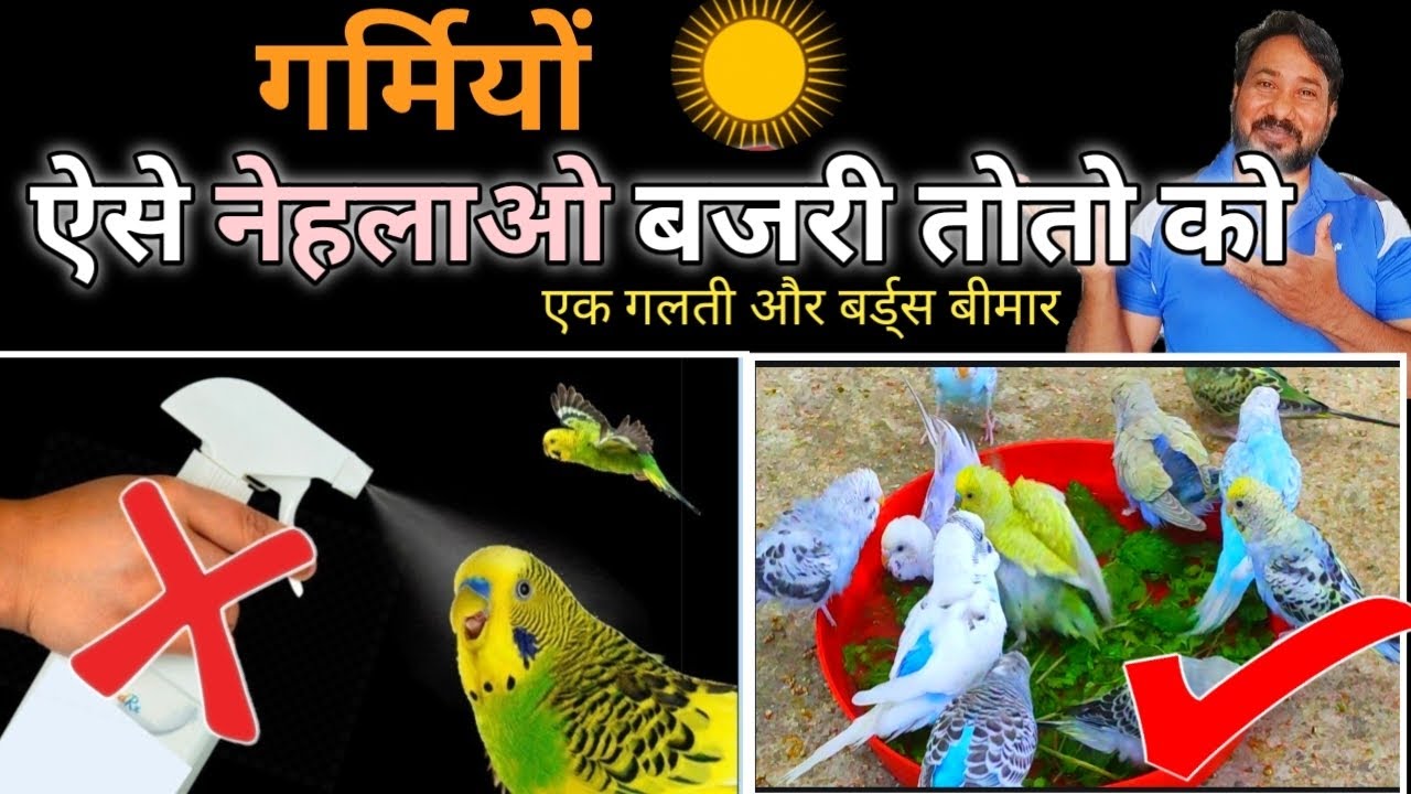 गर्मियों मे बजरी तोतो को नेहलाने का सही तरीका / how to baath austrelian parrot in summer season