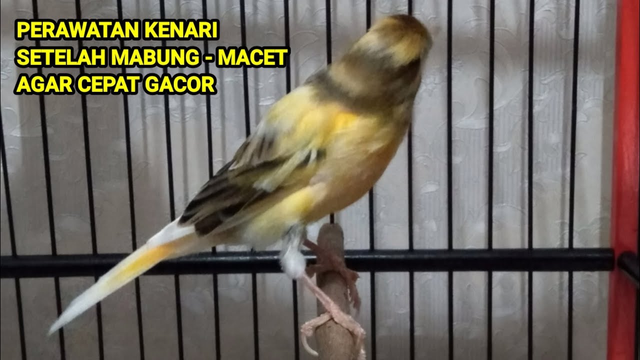 perawatan kenari habis mabung macet agar cepat gacor