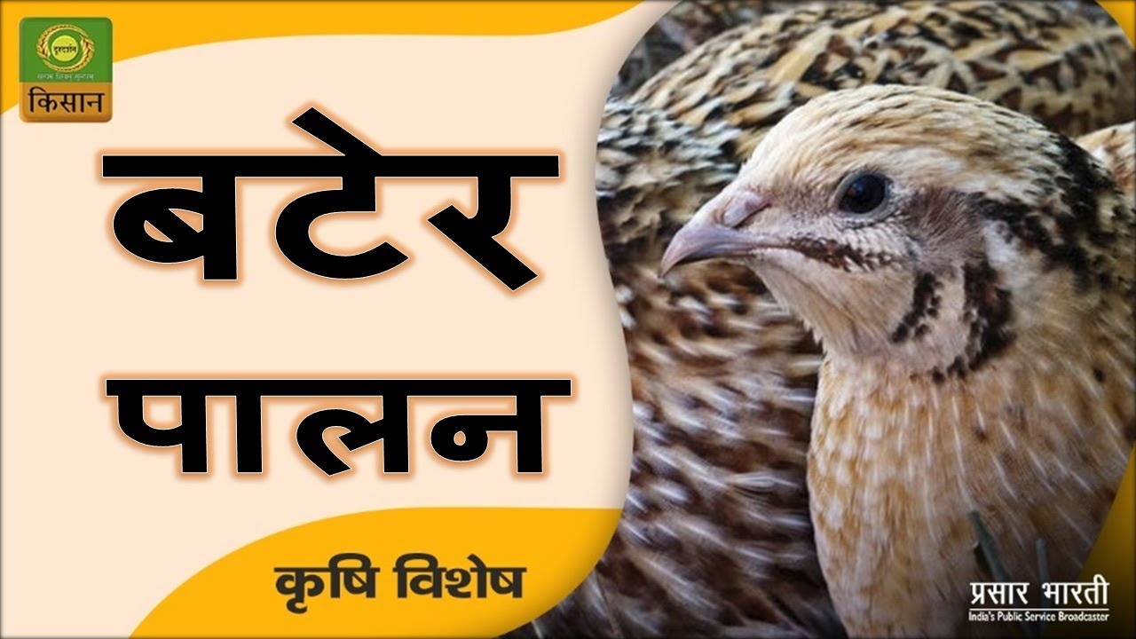 Krishi Vishesh : Japanese Quail || Poultry farming || कृषि विशेष : बटेर पालन || December 21, 2023