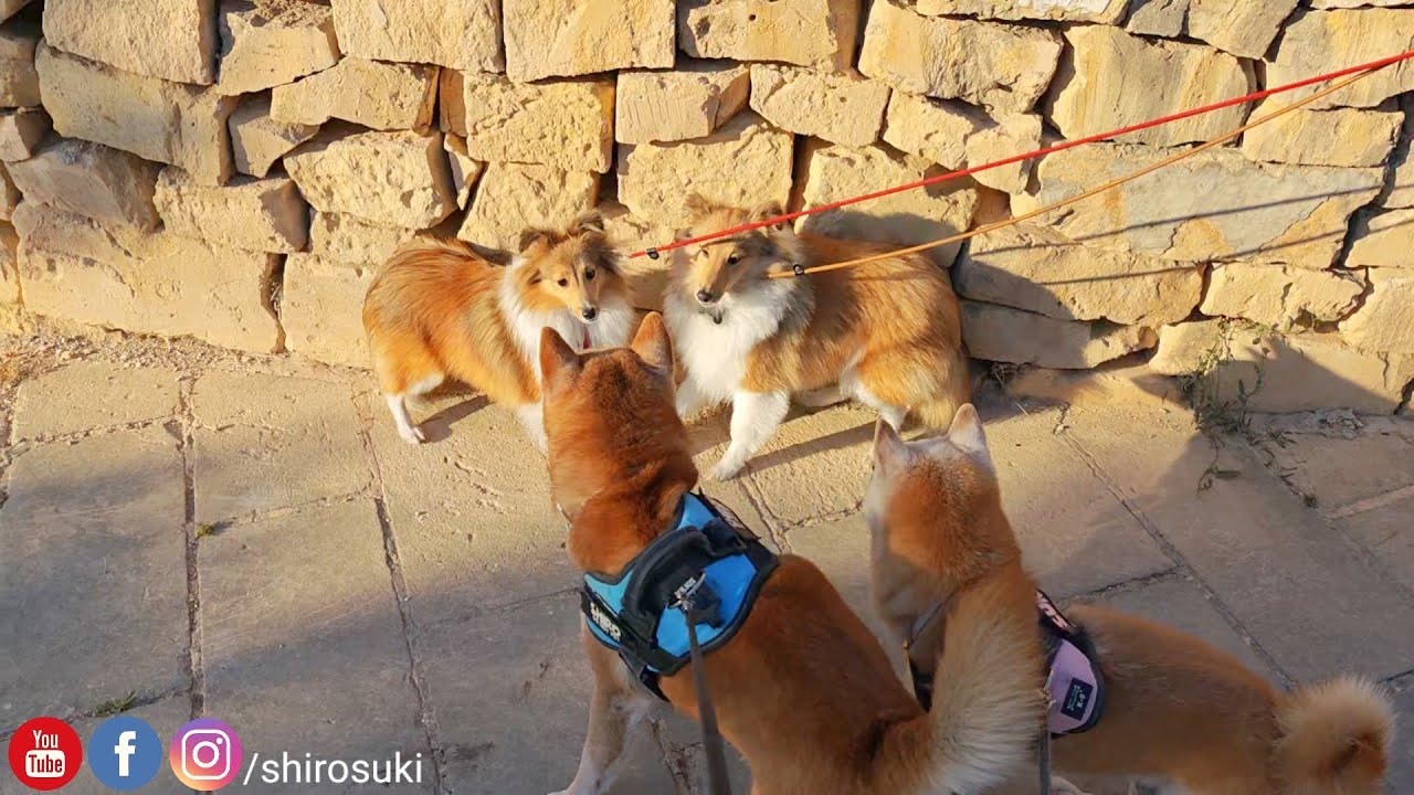 Shiro & Suki react to meeting Princess Huesca & Kora for the very 1st time ❤️❤️