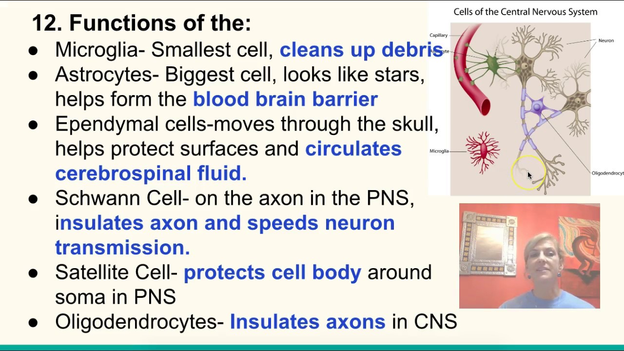 Nervous System Test Review