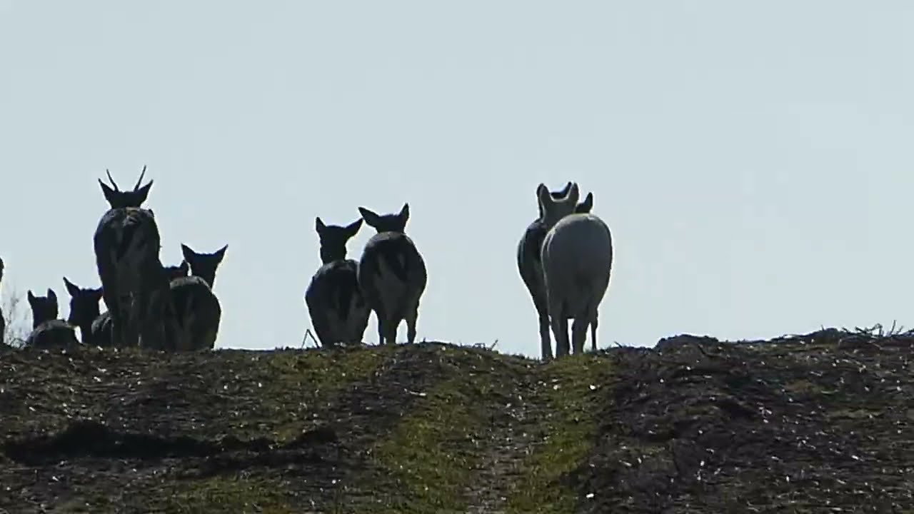 Damwild Rudel läuft weg Kuh Damhirsch Hirsch Reh Rehe Weiß weiß weißes Tier schwarm ab über den Berg
