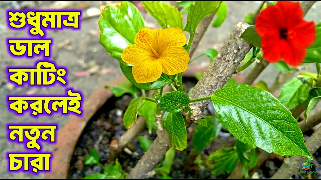 শুধুমাত্র কাটিং করে গাছের চারা তৈরী করে নিন। জবা গাছে কলম পদ্ধতি।seedling plant by cutting the pulse