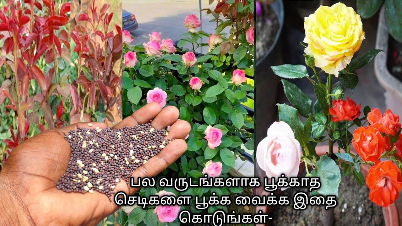1ரூபாய் செலவில் பல வருடங்களாக பூக்காத செடிகளை பூக்க வைக்க இதை கொடுங்கள்-_ howtomake rose fertilizer