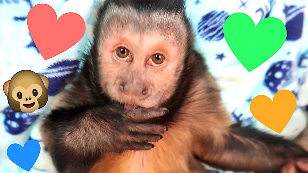 Capuchin Monkey Fun With Family!