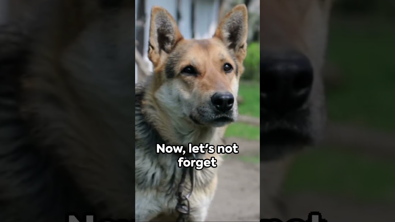 How dogs talk to their owner 