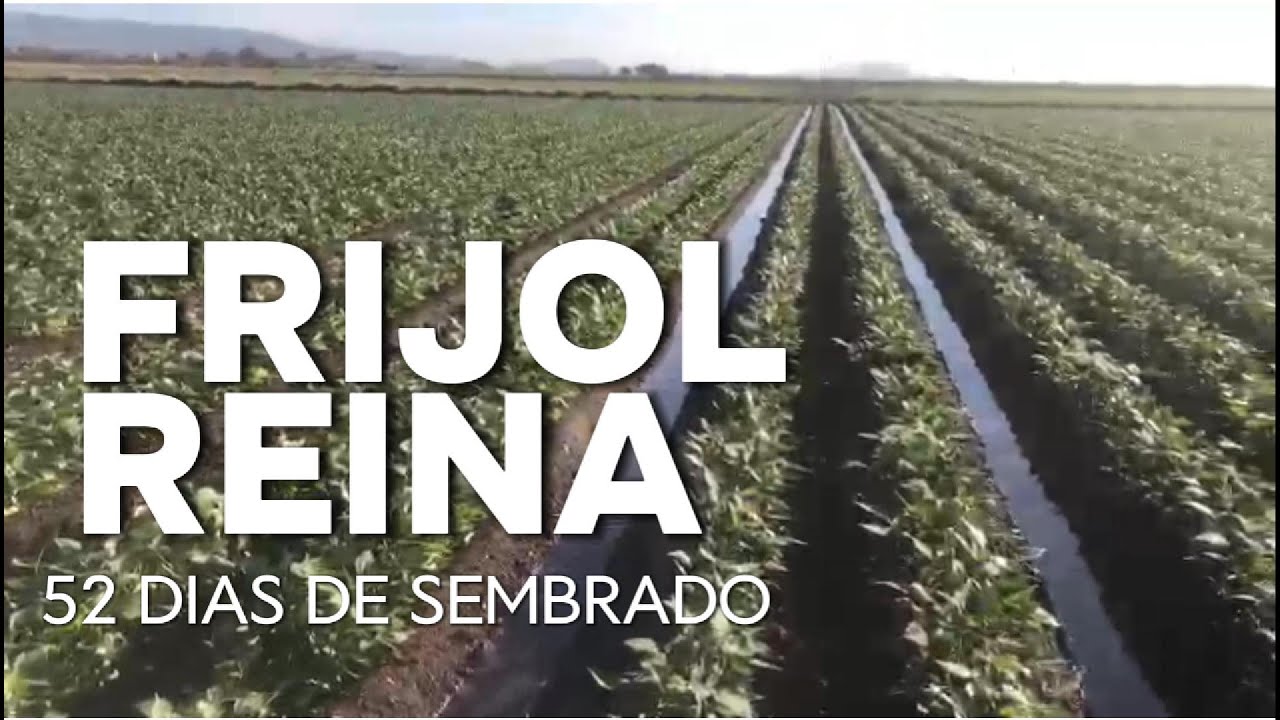FRIJOL REYNA 52 DIAS DE SEMBRADO ACTUALIZACION