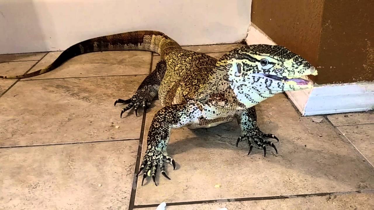 Nile Monitor eating hardboiled egg